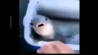 fish meme