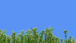 Green grass.