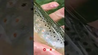 Ловля форели в вейдерсах FORTMEN🔥🐟 #fortmen #fishing #рыбалка