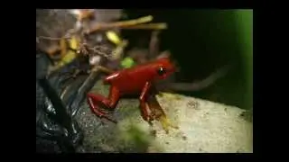 Red Frog Tour Team in BRI BRi