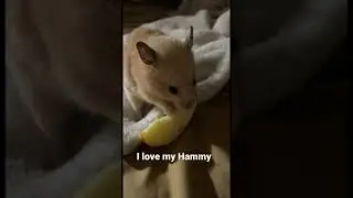 I love my Hammy 🐹