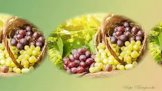 АВГУСТ В ГРОЗДЬЯХ ВИНОГРАДА. ОМАР ХАЙЯМ - РУБАИ О ВИНЕ