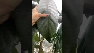 So Satisfying 😍🍃❄️ #shorts #satisfying #sosatisfying