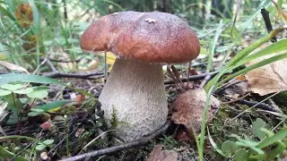 Mushroom picking. Silent hunt 2021.