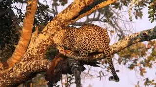 Léopard sur un appât à Rungwa (Tanzanie)