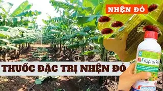 Chuối mô 130 ngày - Cách nhận biết nhện đỏ gây hại và thuốc đặc trị nhện đỏ cho cây trồng.