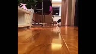 cat is coming