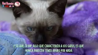 Curiosa historia sobre gatos #animales #gatos #cats #catlovers #mascotas #pets