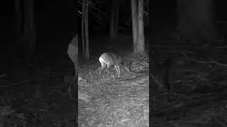 Capriolo, Roe Deer.