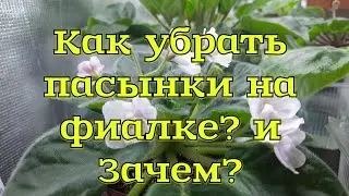 Пасынки на фиалке? Зачем их убирать? 