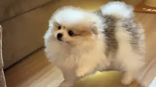 COMPREI UM LULU DA POMERANIA ANÃO