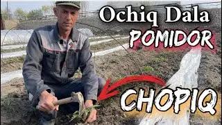 Ochiq dalaga ekilgan Tonna F1 Pomidorlariga ishlov berish. Chopiq jarayoni. 2-qism
