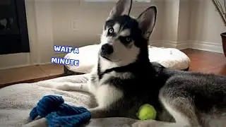 Talking in Husky! (Noise Reaction 2)