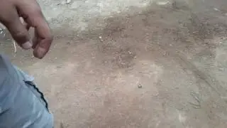 Los chibolitas