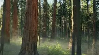 macOS Sequoia wallpaper/screensaver collection: the morning of Sequoia