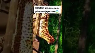 Sangat Menegangkan #ytshorts #viral