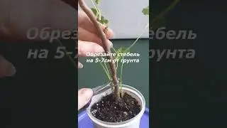 ОБРЕЗКА ПЕЛАРГОНИИ для формирования пышного кустика