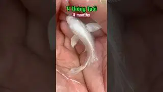 Quá trình phát triển của Cá Chép Phi Tần như thế nào ? Nhớ xem hết clip nha !!! #guppy #traicabetta