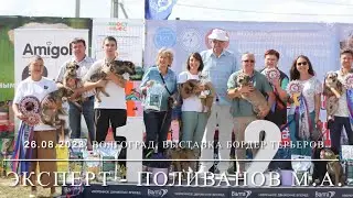 26.08.2023, Монопородная выставка бордер терьер ранга КЧК в каждом классе, Волгоград