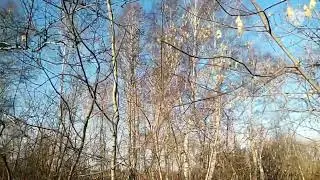 Звуки весны ( слушать в наушниках)