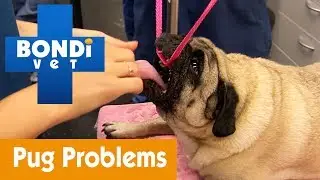 How To See If Your Pug Isn't Breathing Properly | Pet Health