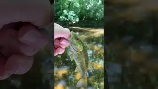 Which Smallmouth Bass Would you Rather Catch?