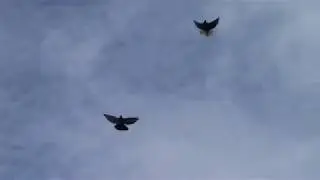 Тренировка голубей по сильному ветру