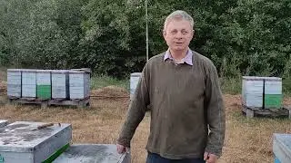 Скільки кліща в осіннього роя.
