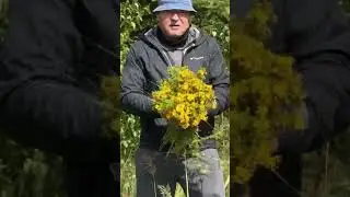 ОТЕЦ СЕРГИЙ СДЕЛАЛ НОРМУ ПО ЗВЕРОБОЮ!