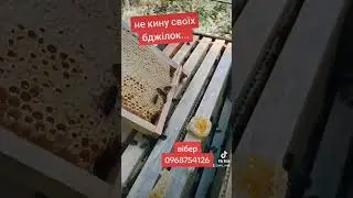 ніколи цього не покину