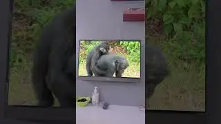 KETAWAN EMAK