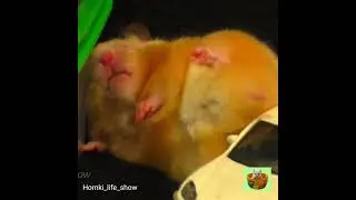 Забавный Хомячок Бобби 