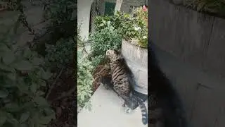 Mr Kitty Cat Caleb On The Hunt For The Wild Birds!