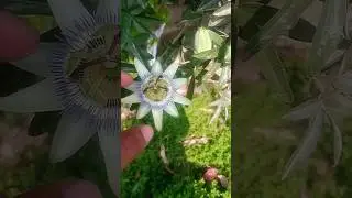 Darod sharif, nature  #coding #cprogramming #code #viral #shorts #beutifull #flowers #etc