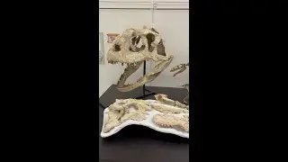 This is THE TOOTH