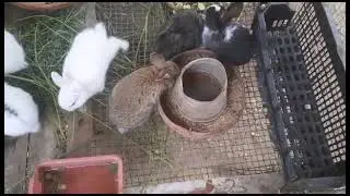 Rabbit breeding #breeding