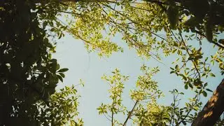 Sappheiros - Breathe In