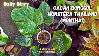 Daily Cacah Bonggol Monthai 1 Minggu tunas naik