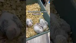 Птенчики попугаев 🐣🦜