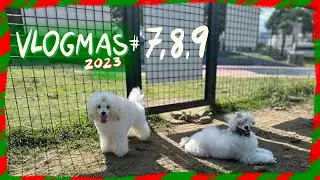 POODLE VLOGMAS 2023 | Winter Meets her half sister Snowy the Toy Poodle