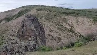 Cehrilik Lalesi