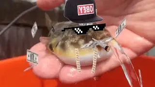 fish supremacy | Memetober #24