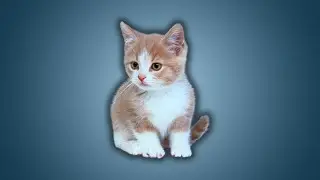 Why is Internet the kingdom of cats ? - Ep.08 - e-penser