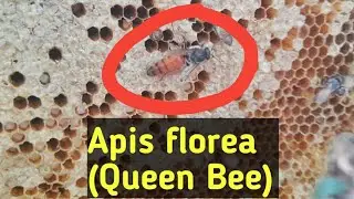 Mumbai's  Relocated Honey Bees 🐝  Feasting on Honey , From City to Forest, Today on World Bee Day 🐝