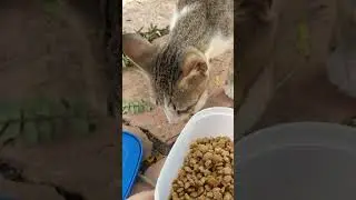 lovely kitten Comes Running for Food