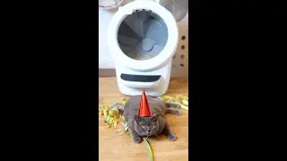Your Cat Gives You a Birthday Gift