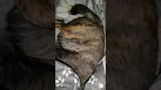 Марчик будит маму в 5 утра, сердится, если она не встаёт! А сам- зароется и спит!🐕💕👍✌️🥰☀️
