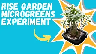 Microgreen Madness: Testing 4 different growing techniques in my RISE GARDEN