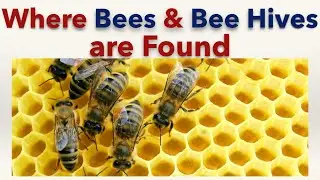 Where Bees and Bee Hives are Found
