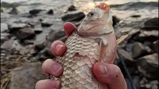 Вечерний карась